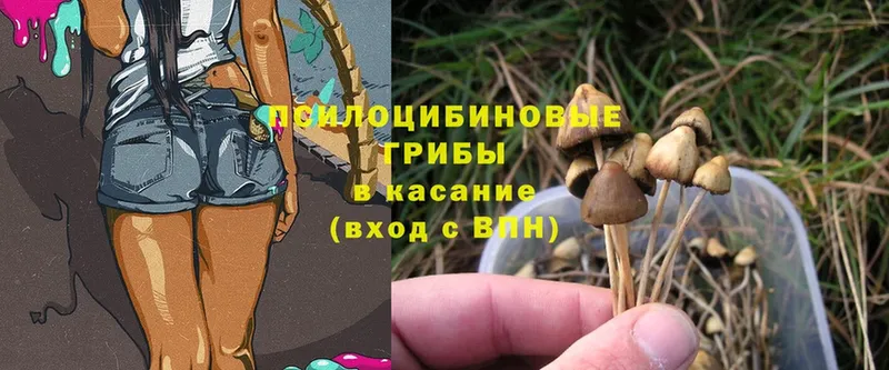 Галлюциногенные грибы Psilocybine cubensis  цены   Ростов 